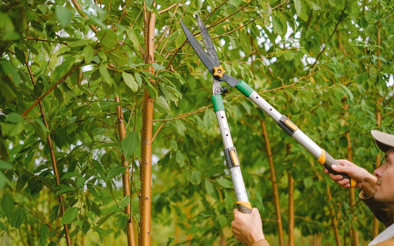Tree trimming in Kingman, IN